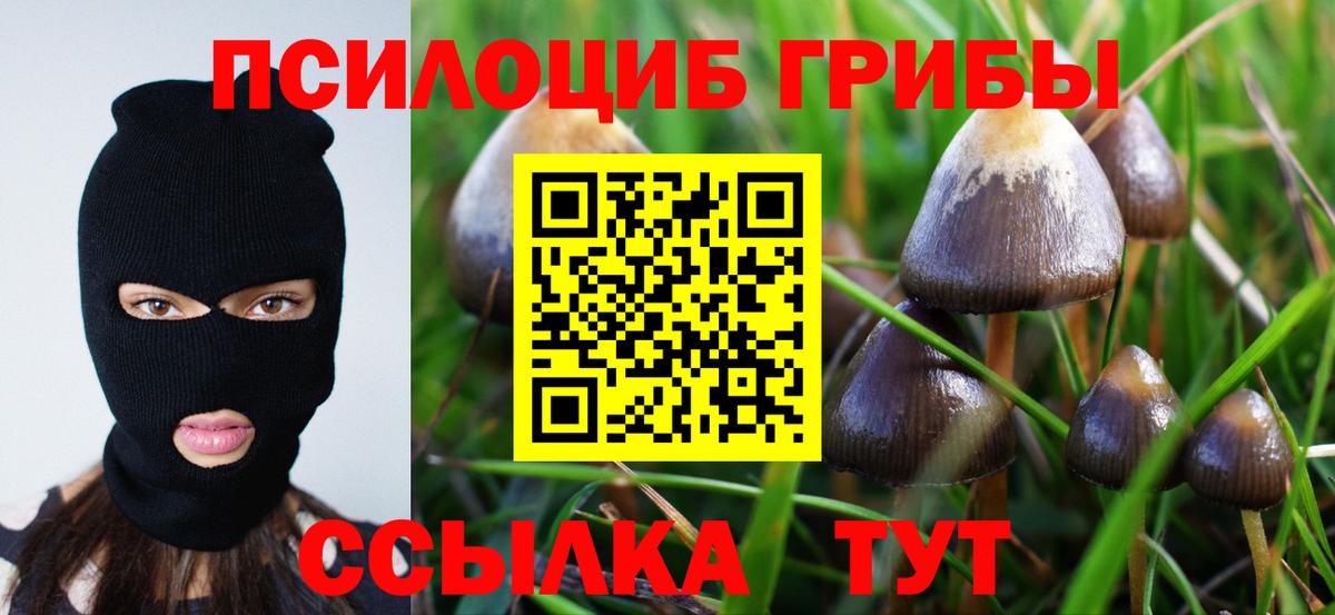 купить   Вход с VPN  Норильск  Галлюциногенные грибы Psilocybe 